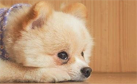 狗狗拉黄稀水状是怎么回事？
