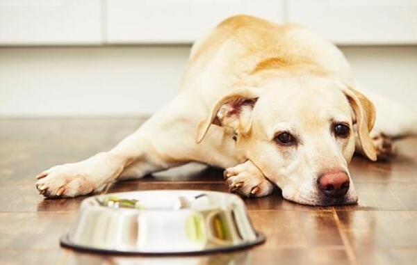 狗狗厌食（食欲不振）如何治疗？
