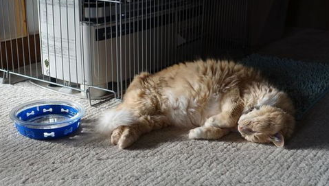 猫咪肛门囊肿怎么办?猫肛门囊肿的诊断与治疗! 猫咪肛门囊肿怎么办?猫肛门囊肿的诊断与治疗!