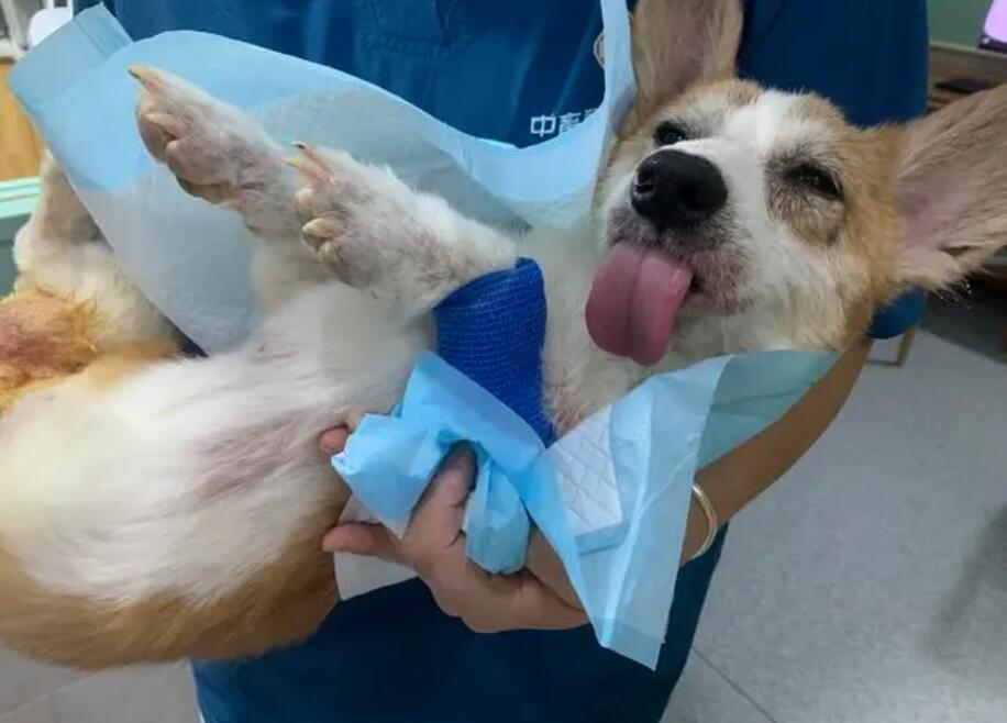 宠物医院绝育一般多少钱 宠物医院绝育一般多少钱