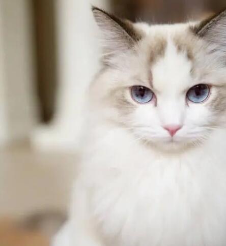 饲养布偶猫的五大正确方法和错误方法