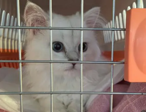 猫咪托运会不会传染病毒 猫咪托运会不会传染病毒