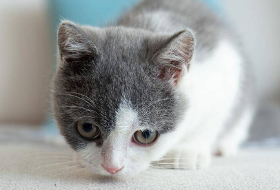 猫咪换新环境拉稀会持续几天