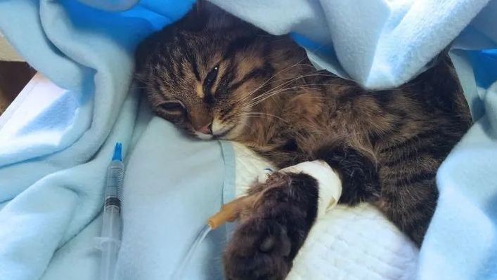 猫发烧多少度算发烧 猫发烧多少度算发烧