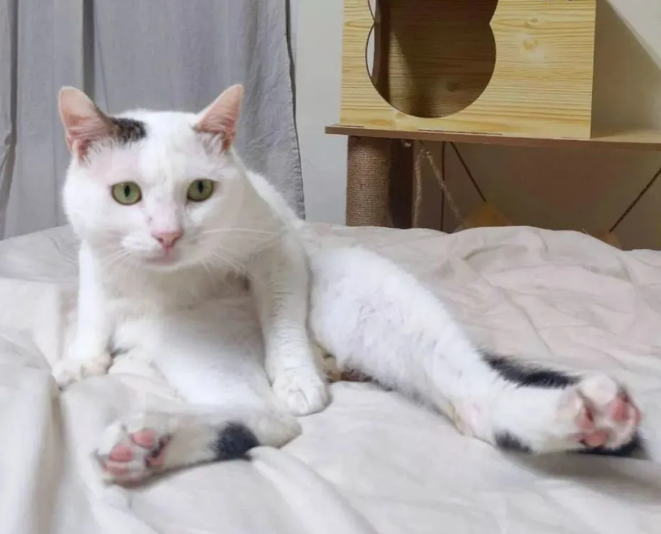 猫咪突然变瘦了是怎么回事？