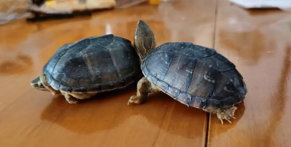 密西西比麝香龟怎么分公母？