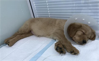 狗狗被传染犬瘟多久会发病