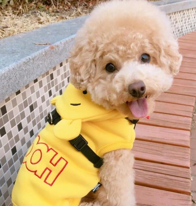 泰迪犬多长时间才必须洗澡，泰迪犬一个礼拜要洗几回澡