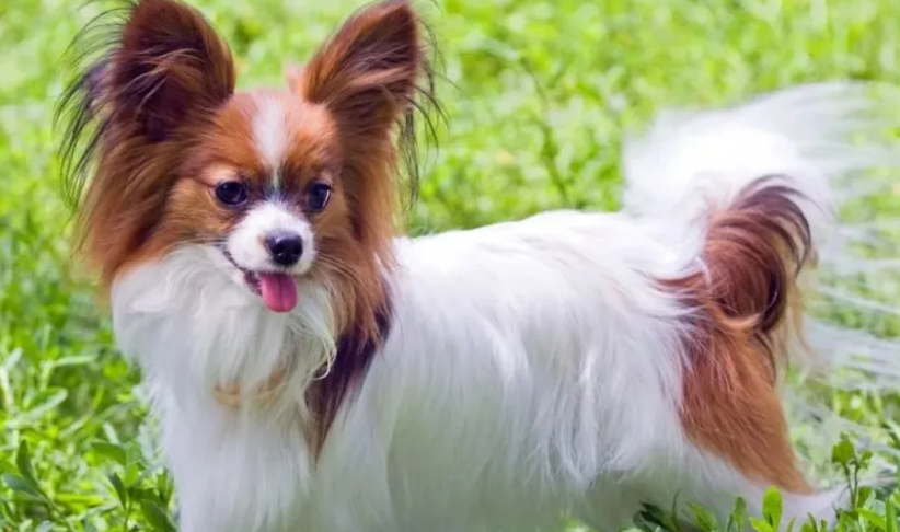 72种名犬小型犬
