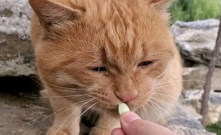 猫咪的镇痛及药物使用,养猫常备药! 猫咪的镇痛及药物使用,养猫常备药!