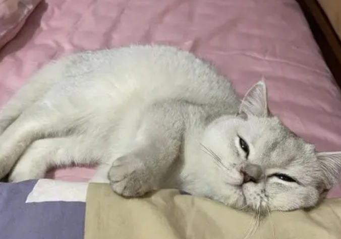 猫咪为什么那么喜欢睡枕头呢