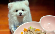 如何购买博美狗犬狗粮