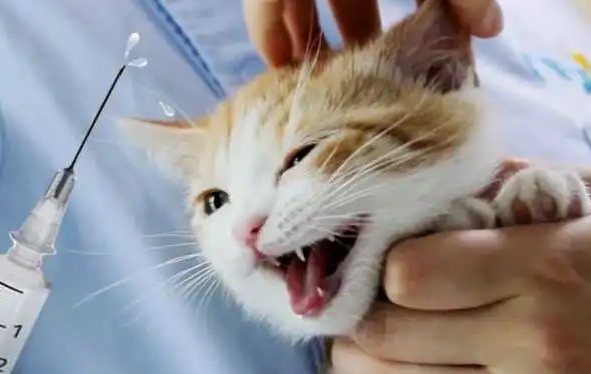 猫绝育多久后可以打疫苗针