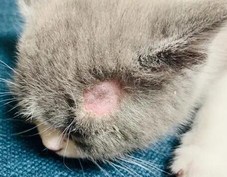 详解治疗猫廯的六大步骤