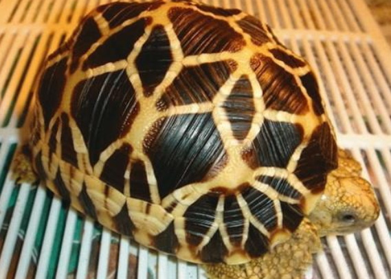 缅甸星龟可以吃苹果吗?一起来看看! 缅甸星龟可以吃苹果吗?一起来看看!