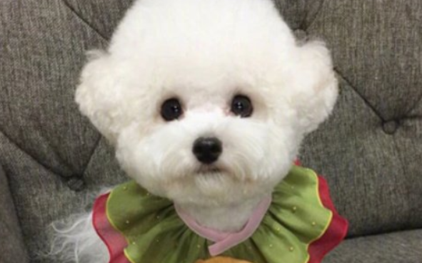 比熊几个月开始爆头？来看看吧