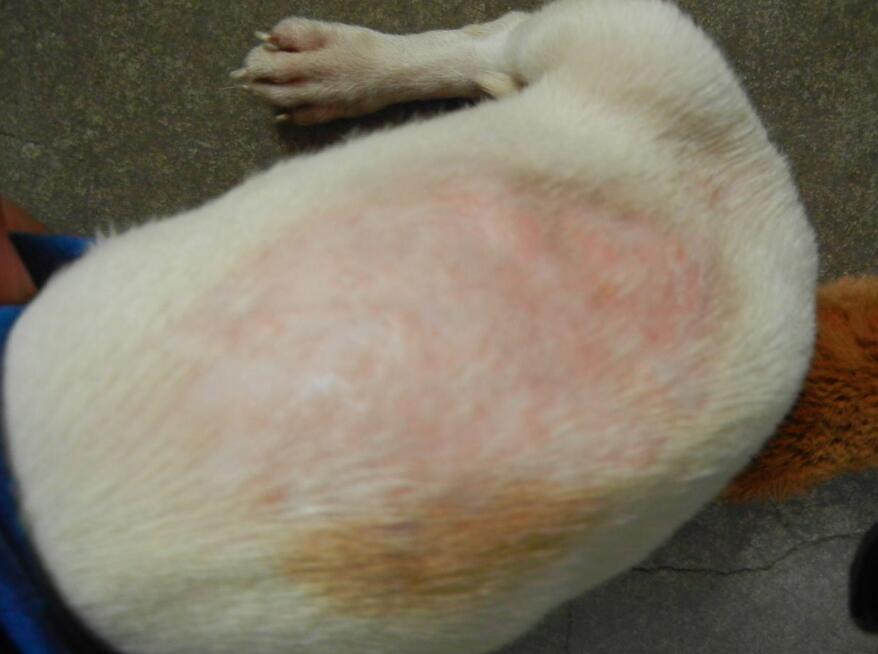 狗狗如果皮肤出现癣菌病和色素紊乱怎么处理? 狗狗如果皮肤出现癣菌病和色素紊乱怎么处理?