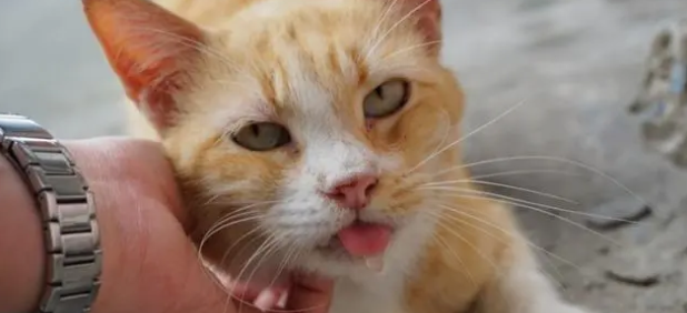 猫为什么总是做吞咽唾液的动作 猫为什么总是做吞咽唾液的动作