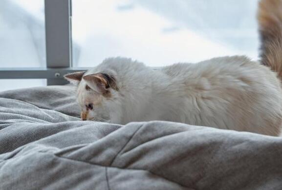 训练宠物猫眯不上床的三大方法