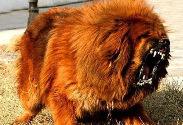 鬼藏獒7秒咬死比特 鬼藏獒7秒咬死比特