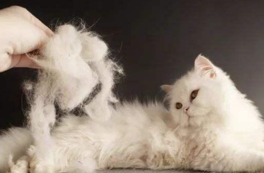 猫咪毛发干枯怎么办？如何让猫咪毛发更漂亮？