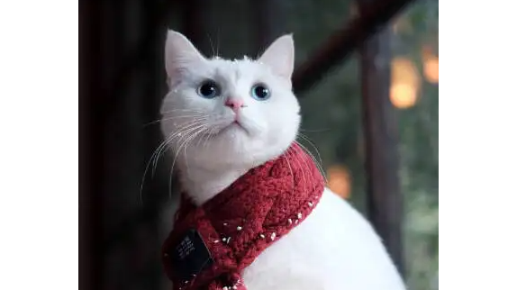 小猫猫藓初期症状是咋样的?一定要知道 小猫猫藓初期症状是咋样的?一定要知道