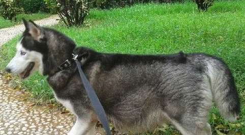 怎么看哈士奇怀孕没有? 怎么看哈士奇怀孕没有?