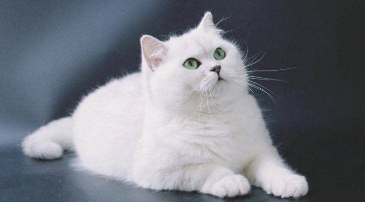 十大值得养的小猫 十大值得养的小猫