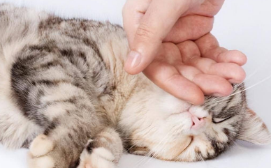 怎么样让猫猫黏我一点