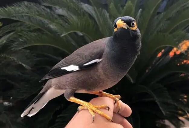 教八哥说话