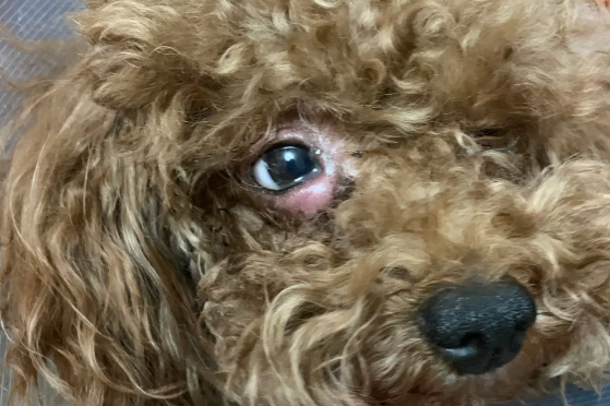 导致泰迪犬眼睛红肿的原因是什么