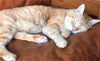 小猫睡觉肚子起伏太快正常吗为什么