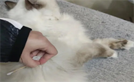 治疗猫传腹的441多少钱一支