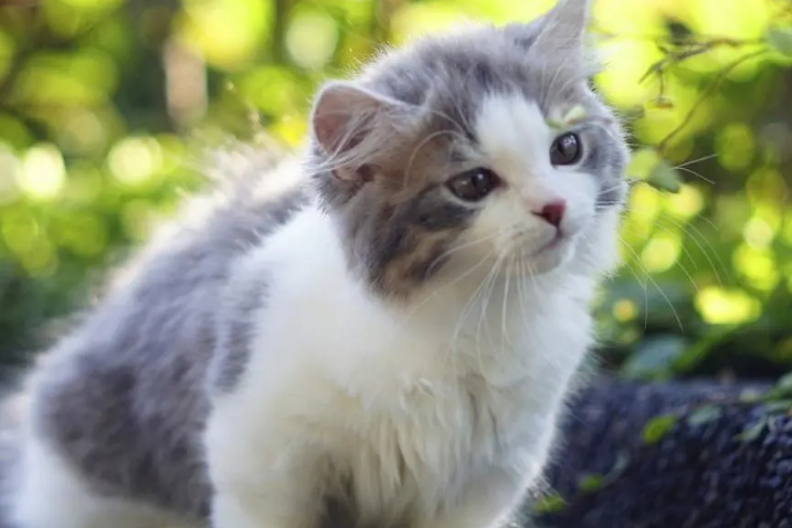 猫咪拟人化图片
