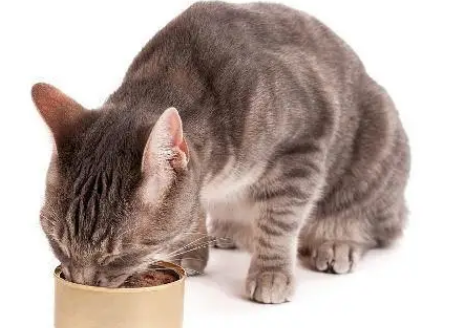farmers market猫罐头怎么样 farmers market猫罐头怎么样