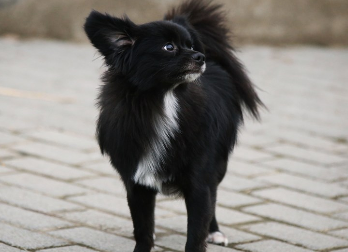 蝴蝶犬黑色幼犬图片