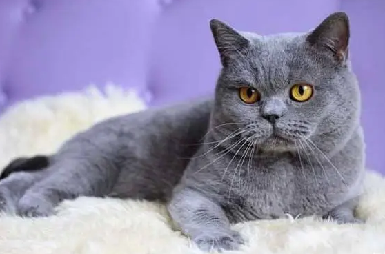 宠物猫有多少个品种