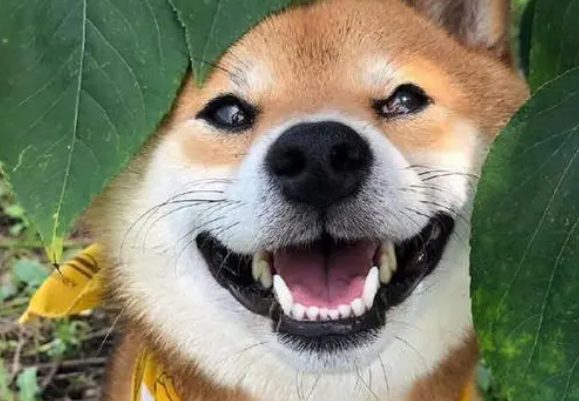 狗狗肾炎怎么办？狗狗肾炎如何治疗？