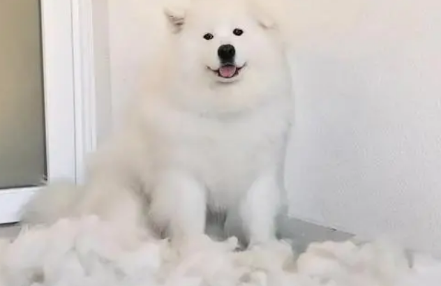 为什么狗狗一直掉毛