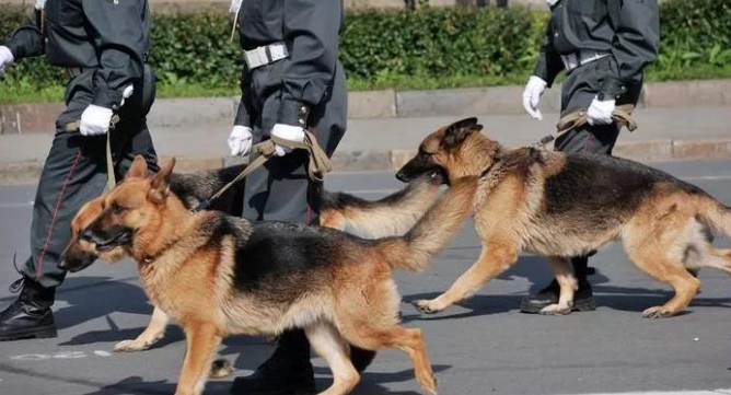 这种狗再聪慧、霸气，都当不上警犬，有家里狗吗？