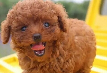 这四种狗狗，不但心胸狭窄，独占欲还非常强