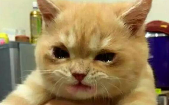 为什么猫咪哭了不能抱主人