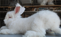安哥拉长毛兔种兔多少钱