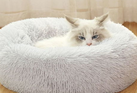 给猫咪换药的方法及注意事项，猫咪养护技巧！