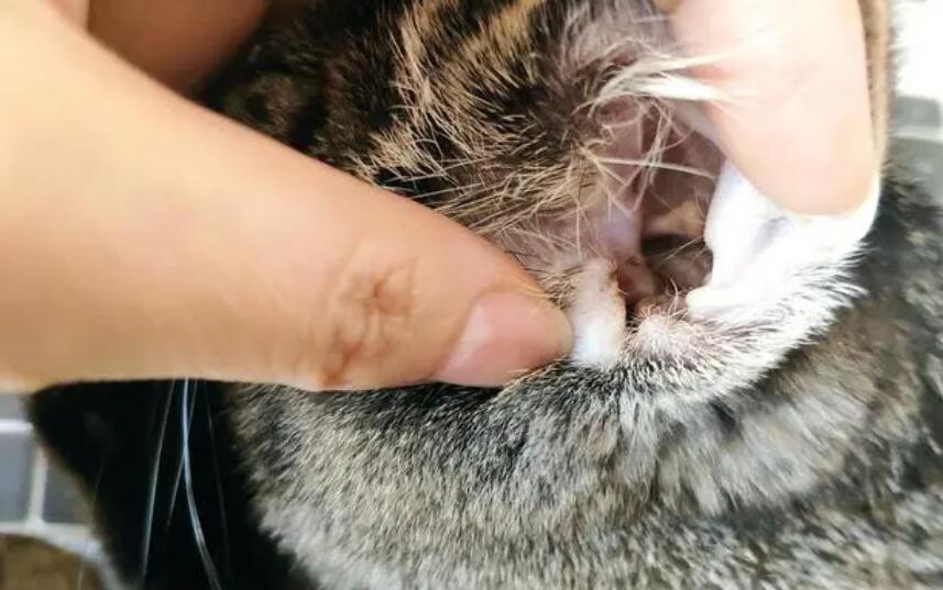 猫耳螨能自愈吗