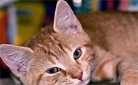 猫瘟临死前的征兆有哪些表现