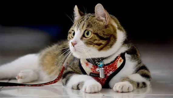 什么是猫鼻支?猫咪得过猫鼻支需要终身隔离吗?