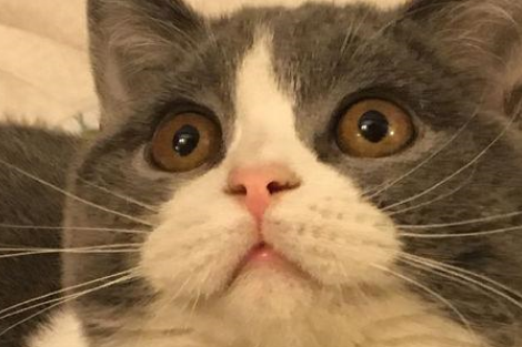 绝育后英短猫还喜欢做不可描述的事！