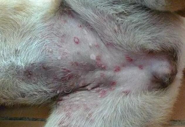 狗狗湿疹的症状与治疗方法 狗狗湿疹的症状与治疗方法