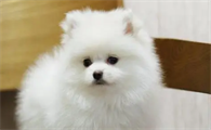 博美幼犬泪痕重是否得病？泪痕重是怎么回事？